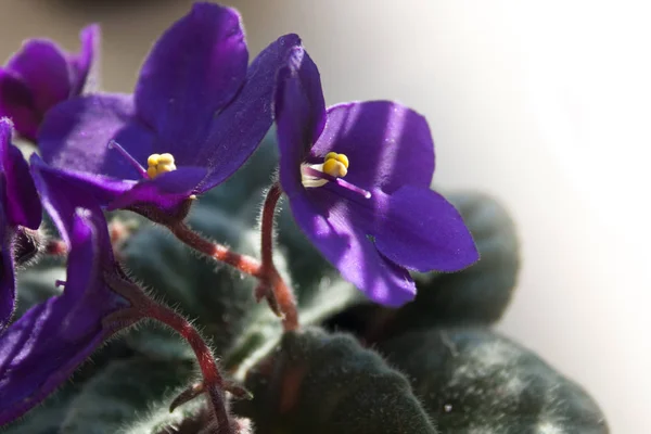 African Violet Flower Violet Saintpaulias Flowers Lilac — Stock Photo, Image