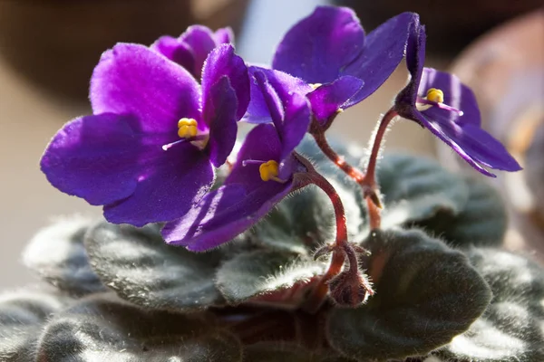 African Violet Flower Violet Saintpaulias Flowers Lilac — Stock Photo, Image