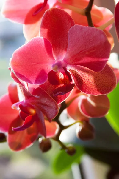 Florescendo Orquídea Violeta Close — Fotografia de Stock
