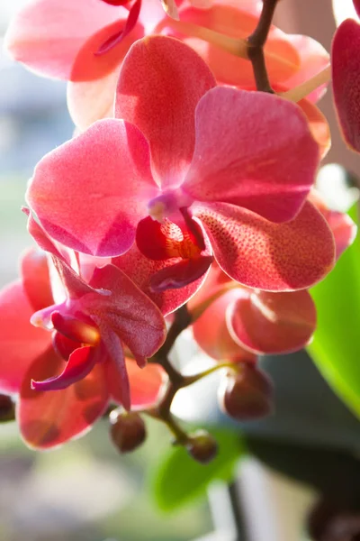 Blossoming Violet Orchid Closeup — Stock Photo, Image