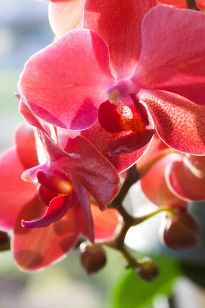 Blossoming Violet Orchid Closeup — Stock Photo, Image