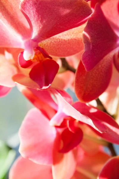 Florescendo Orquídea Violeta Close — Fotografia de Stock