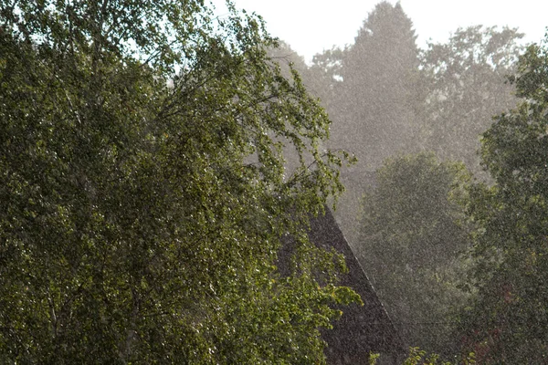倾盆大雨 雨水落在树上和可见的屋顶 — 图库照片