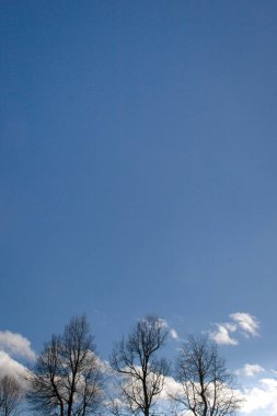 üç ağaçlar siluet olarak bahar arka plan beyaz bulutlar ile mavi gökyüzü üzerinde