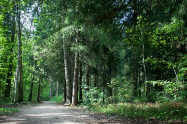 güneş ışığı açık manzaralı yaz orman yolundaki