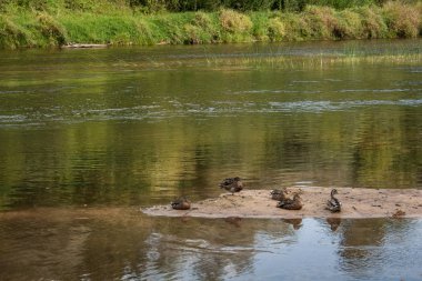 ördekler geniş hala Nehri üzerinde kum üzerinde yaz günde orman vahşilik durgunluk havada dinlenme