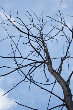 mavi gökyüzü bulutlu üzerinde kuru ağaç siluet