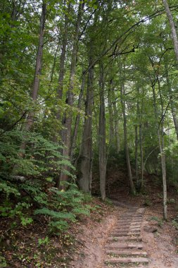 orman yolu ile vahşi yaz günü merdiveni