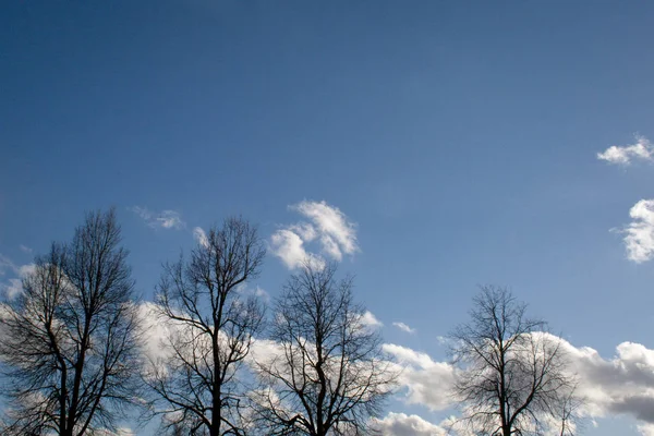 三树剪影在蓝色天空以白云作为春天背景 — 图库照片