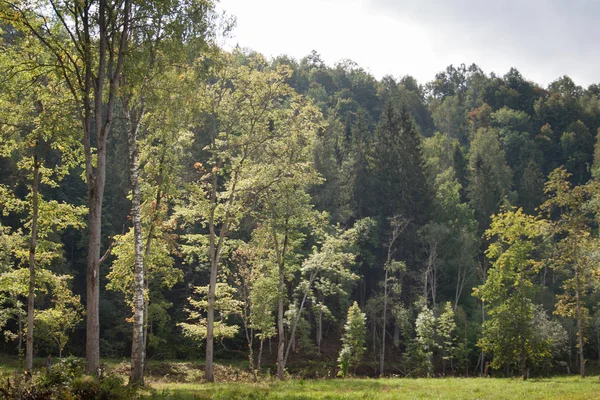 Vista Montaña Con Bosque Desde Prado Parque Nacional Gauja — Foto de Stock