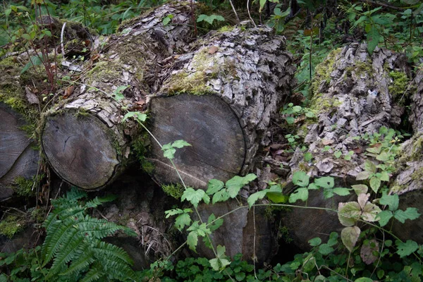 Παλιά Ξύλινα Κούτσουρα Κολλήσει Ξεχασμένο Στο Δάσος Για Κάποιο Χρονικό — Φωτογραφία Αρχείου