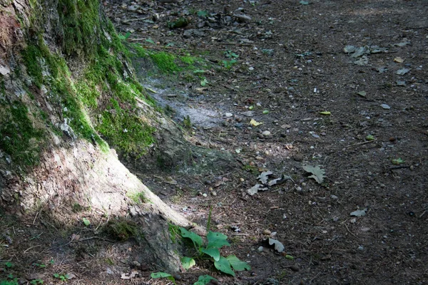 Πράσινο Φτέρη Closeup Στον Άγριο Δάσος — Φωτογραφία Αρχείου