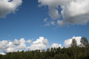 Çam ağaçları orman başında beyaz büyük cumulus bulutları ile mavi gökyüzü yaz arka plan olarak