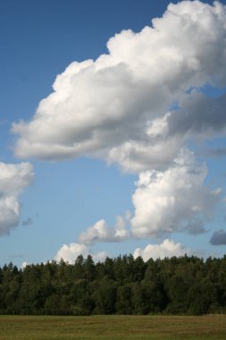 Çam ağaçları orman başında beyaz büyük cumulus bulutları ile mavi gökyüzü yaz arka plan olarak
