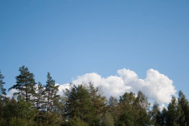 Çam ağaçları orman başında beyaz büyük cumulus bulutları ile mavi gökyüzü yaz arka plan olarak