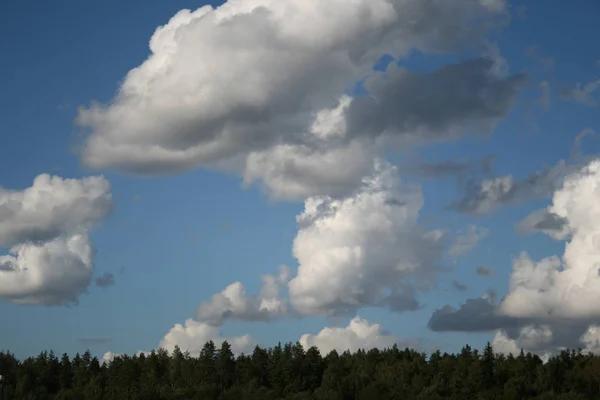 蓝天上的松树林顶 白色的大积云作为夏季背景 — 图库照片