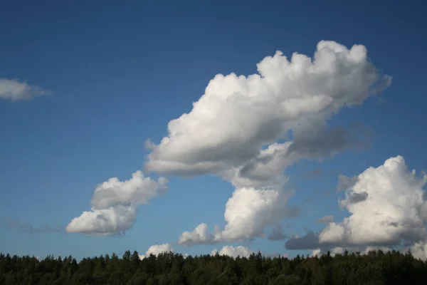 蓝天上的松树林顶 白色的大积云作为夏季背景 — 图库照片