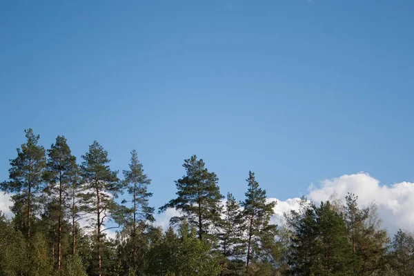 Çam ağaçları orman başında beyaz büyük cumulus bulutları ile mavi gökyüzü yaz arka plan olarak