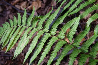 yeşil fern orman üst desende yaprak yaz gün