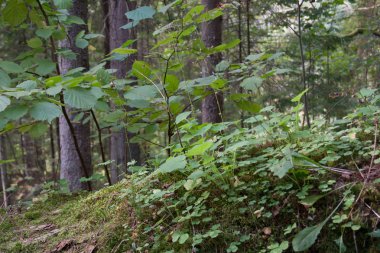 Orman flora ve yaz havasında vahşi çevre ağaçlarda