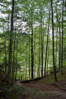 Ahşap merdiven yolda uzun boylu çam ağacı orman yaz vahşi ruh hali