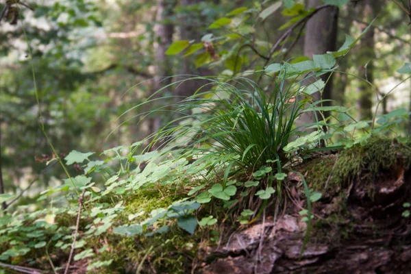 夏季野生环境气氛中的森林植物群与树木 — 图库照片