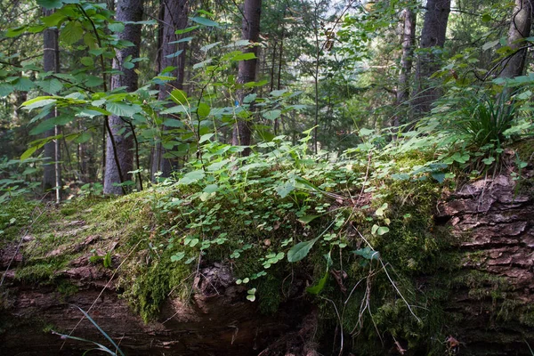 Δάσος Χλωρίδα Και Δέντρα Άγριο Περιβάλλον Διάθεση Καλοκαίρι — Φωτογραφία Αρχείου