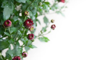 Su damlaları yaprakları üzerinde küçük koyu kırmızı krizantem tomurcukları çok hafif ışıkta beyaz arka plan üzerinde