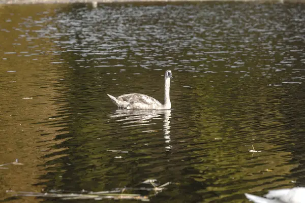 Dernier Est Temps Pour Jeune Cygne Trouver Son Propre Territoire — Photo