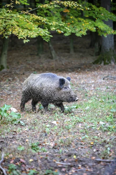一只野猪在路上 — 图库照片
