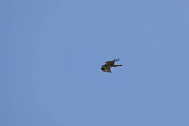 Kerkenez yolda. Şahin, damızlık avlarına istiyor