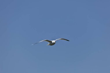 Yiyecek arama bir martı. Zarif o rüzgar ile birlikte kayar