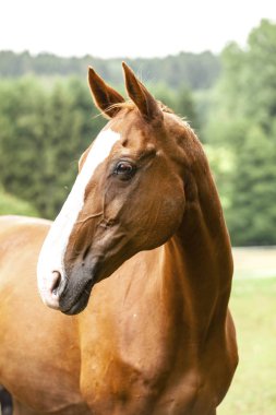 Bu genç mare yıldızdır mera üzerinde