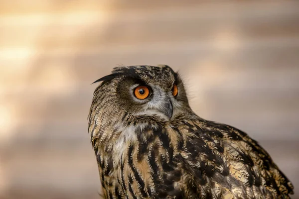 Incredible Eyes Young Eagle Owl Lady — Stock Photo, Image