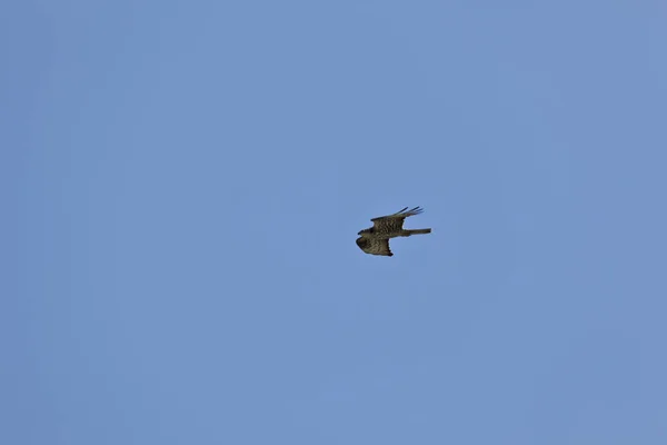 途中のケストレル 鷹はそのひなの獲物を求めています — ストック写真
