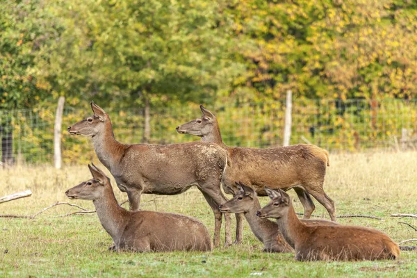 Eine Rotwildgruppe Wartet Auf Ihren Hirsch — Stockfoto