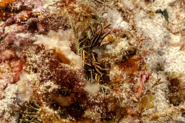 Ein Federstern Springkrebs, kaum zu sehen