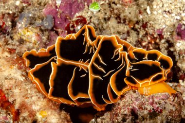 Eine Warzenschnecke die man nicht jeden Tag beim tauchen antrifft