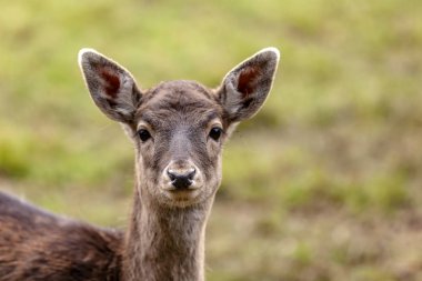 Lamgsam bezieht der Schnee das Land