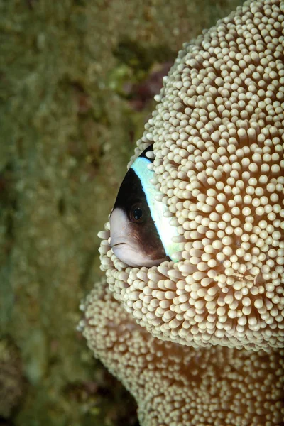 Anemonenbarsch Seiner Seeanemone Finde Die Garnele — Stockfoto