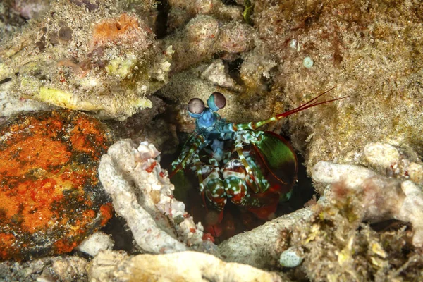 Neugierig Schaut Der Fangschreckenkrebs Aus Seinem Versteck Gut Dass Verschiedene — Fotografia de Stock