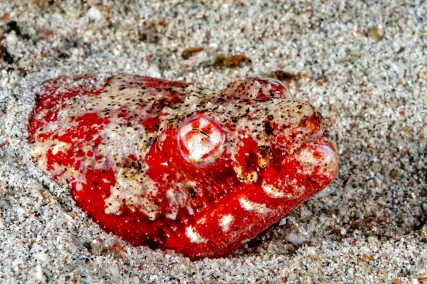 Der Krokodilsschlangenaal Chapeau Sich Bis Zum Kopf Den Sand Eingegraben — Photo