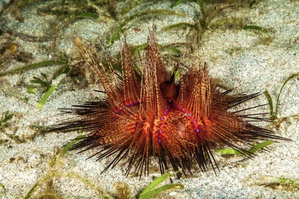 Ein Junger Roter Diademseeigel Seine Stacheln Sind Giftig — Stok fotoğraf