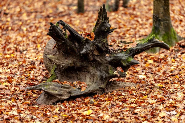 Eine Alte Baumwurzel Verrottet Wald — Stockfoto