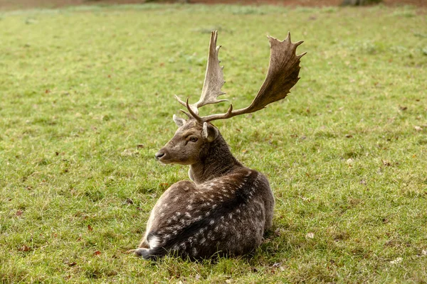 Ein Alter Danhirsch Rastet Waldrand Stockfoto