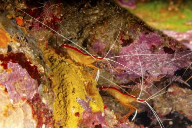 In einem Wrack kann man oft viele Garnelen antreffen