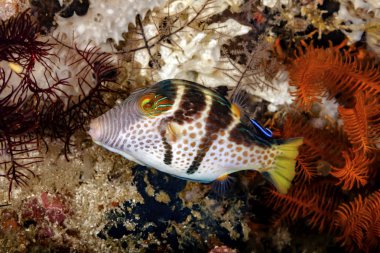 Ein Sattelkrugfisch laesst sich die Parasiden entfernen