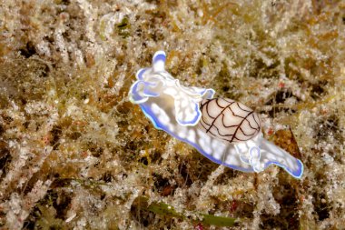 Eine kleine Blasenschnecke bahnt sich den Weg durch das Seegras