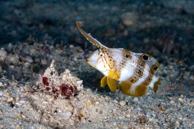 Ein junger Schermesserfisch, er traegt noch die typische Stirnflosse