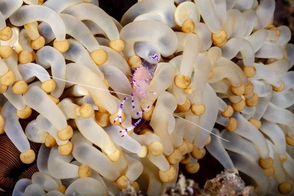 Glasgarnele Auf Ihrem Wirtstier Einer Seeanemone — Zdjęcie stockowe